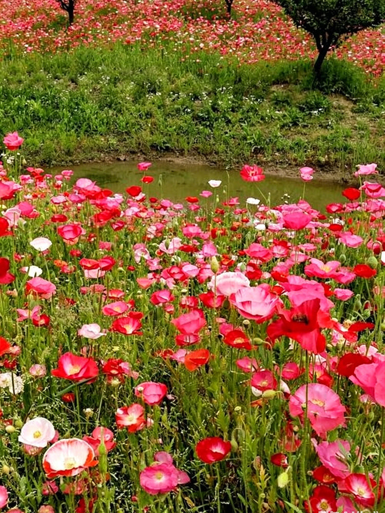 Corn Poppy Mixed Colors