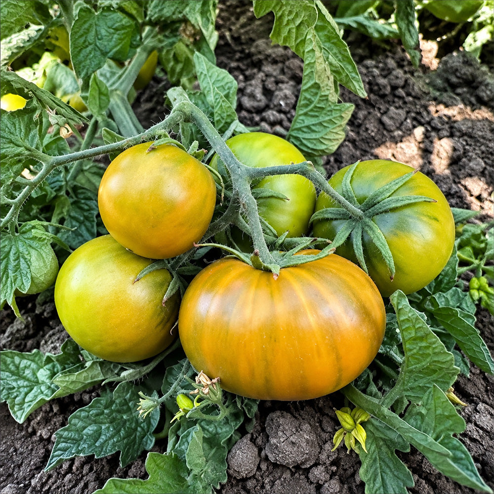 127 Lime Green Salad Tomato