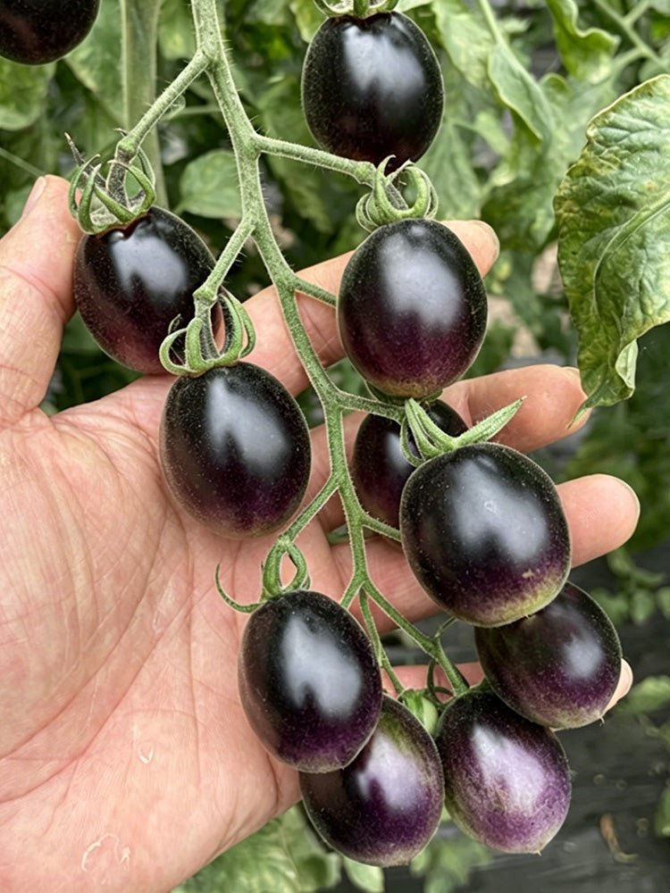 Black Jade Cherry Tomato