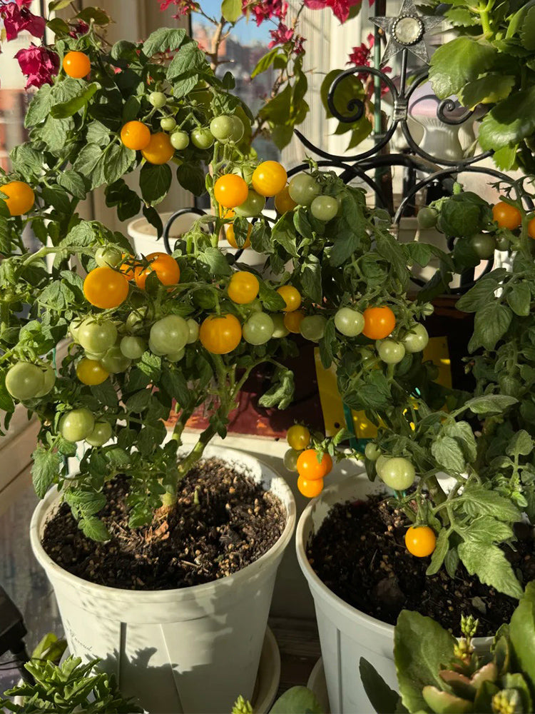 Dwarf Yellow Potted Cherry Tomato