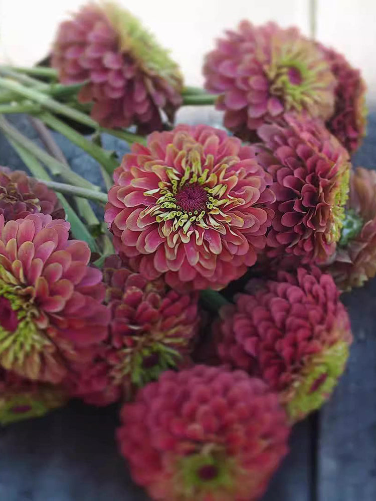 Zinnia elegans 'Queeny Lime Red'