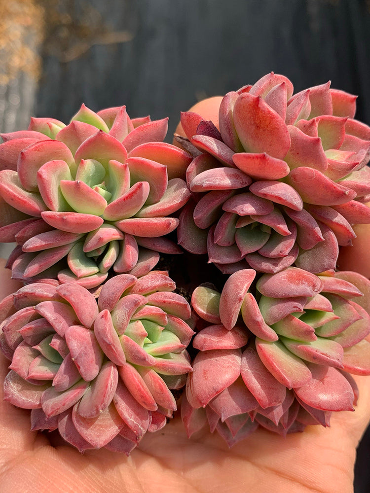 Echeveria 'Noble'
