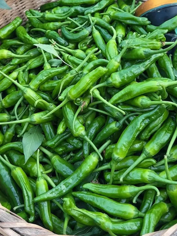 Korean Green Chili Pepper
