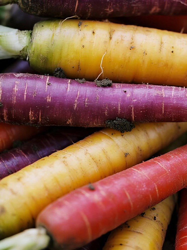 Rainbow Carrot