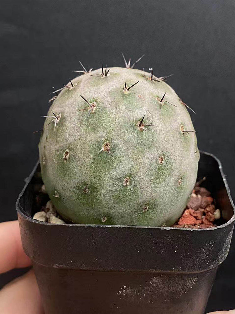 Tephrocactus geometricus