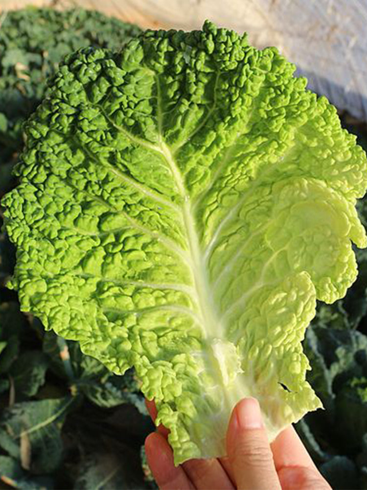 'Dongzhou No.1' Cabbage