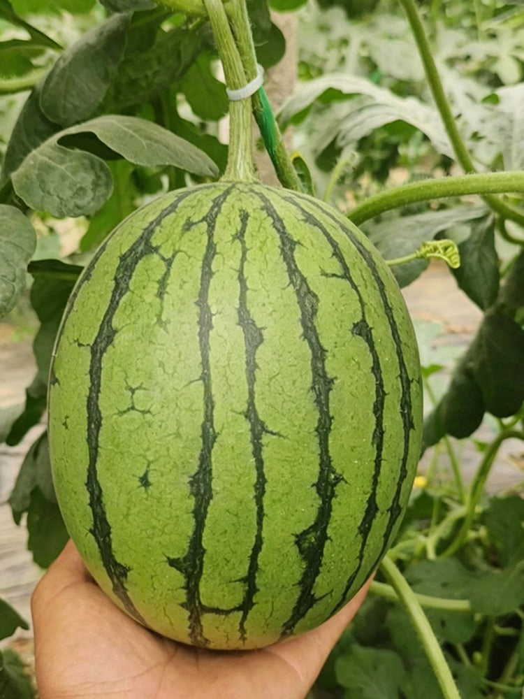 Xiaofeng Watermelon