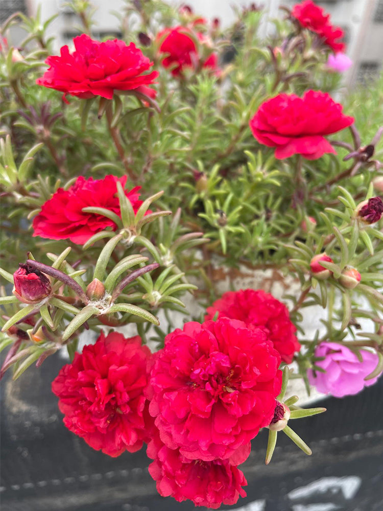 Hezhichun Red Moss-Rose Purslane