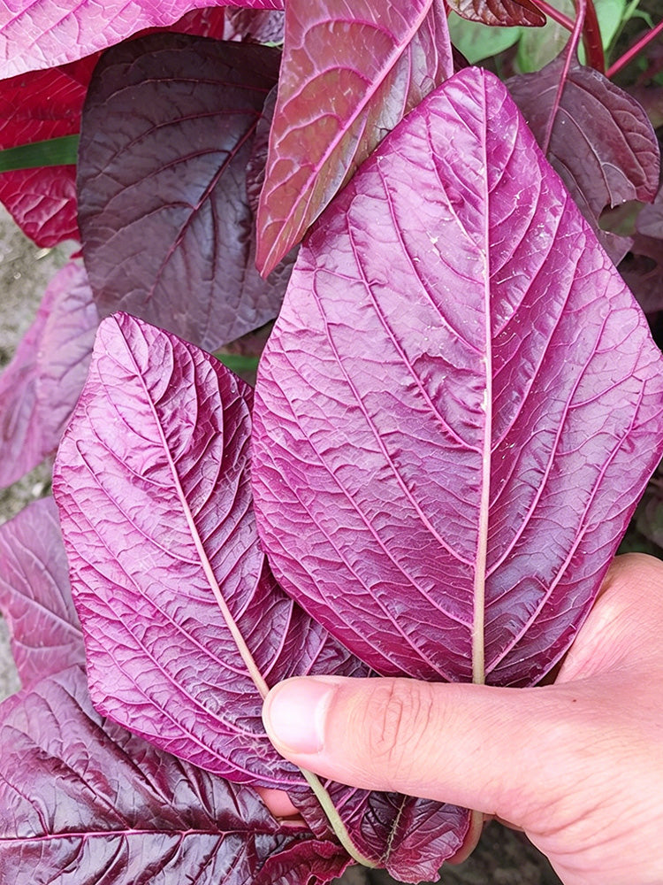All-Red Round-Leaf Amaranth