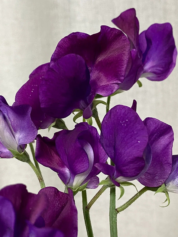 Royal Navy Blue Sweet Pea
