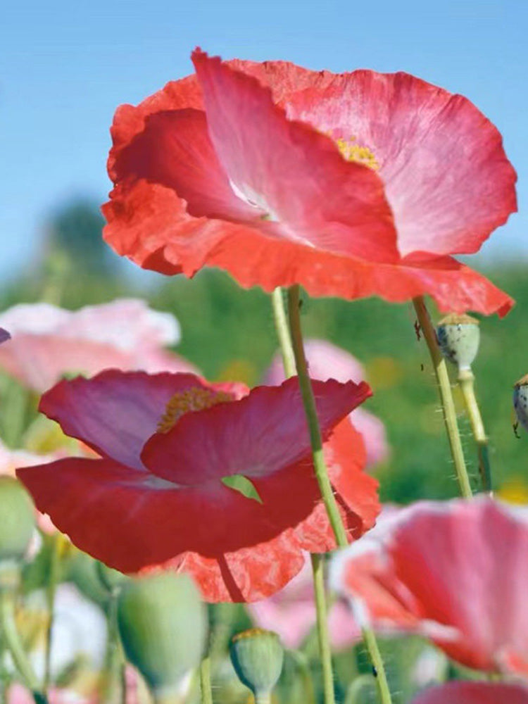 Corn Poppy Mixed Colors