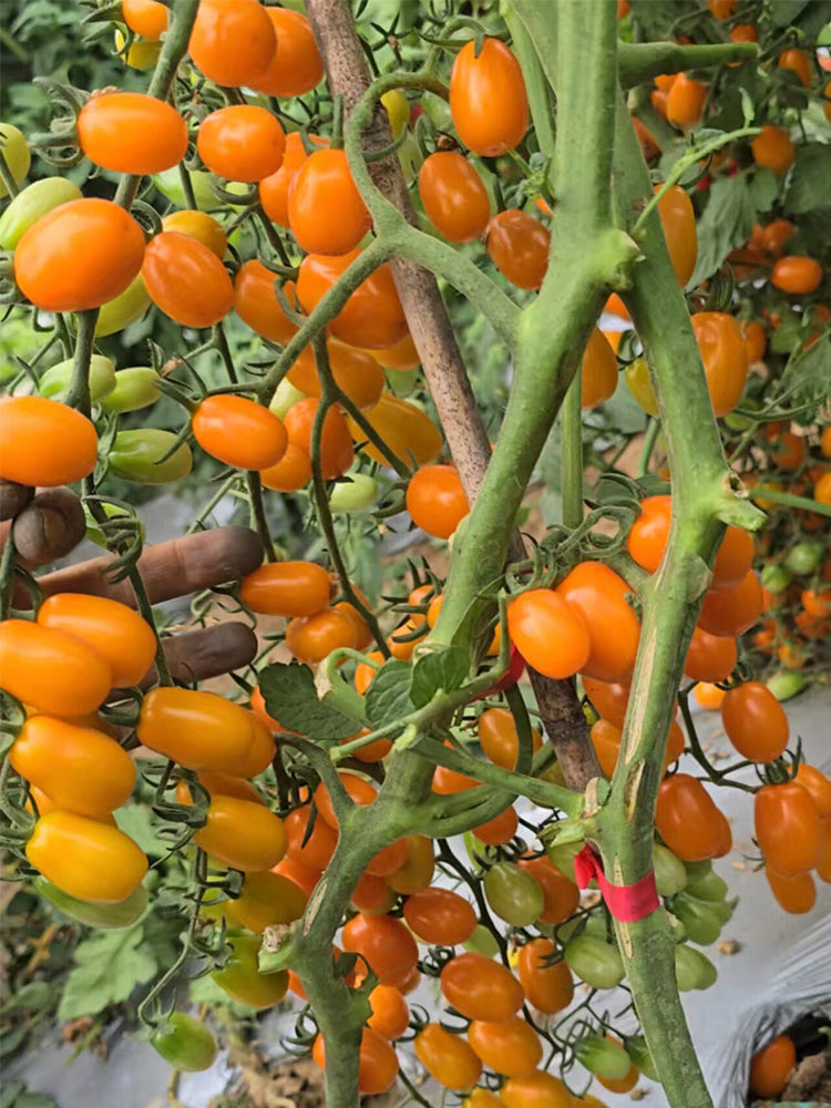 942 San Marzano Aisha Tomato