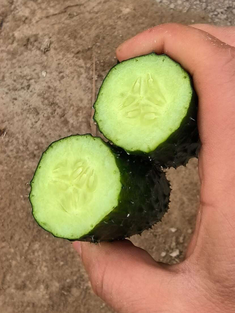 'Boya 816' Cucumber