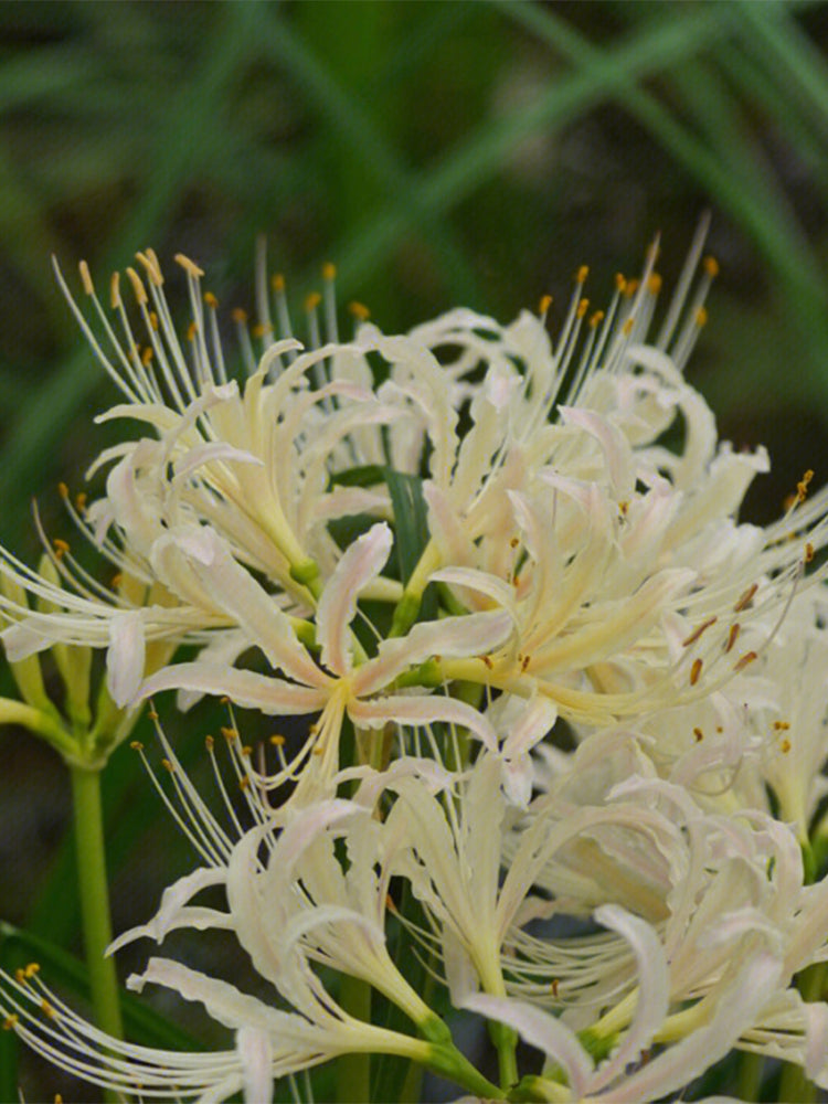 Straw Lycoris