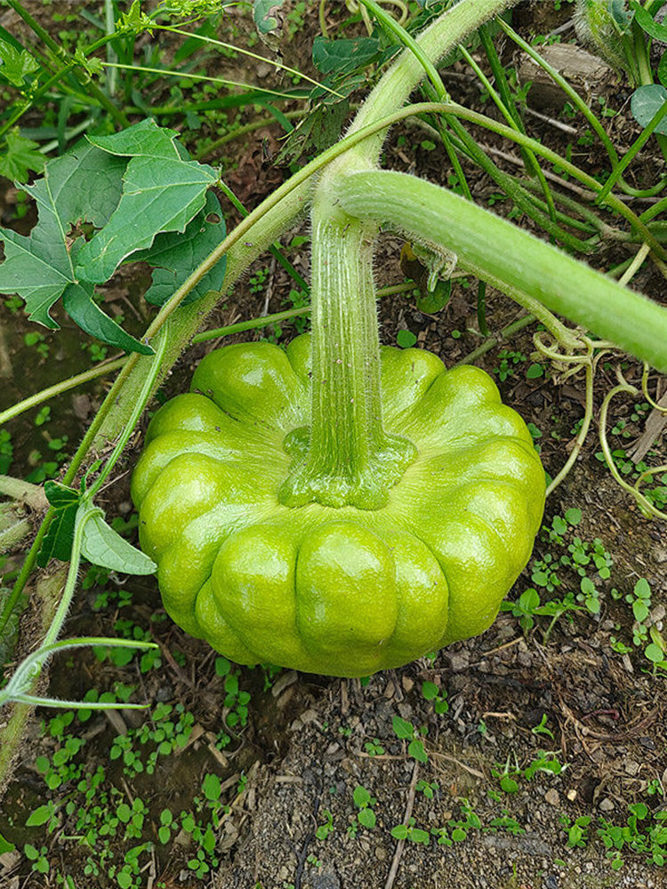Qihe Agriculture Jiangbing Pumpkin