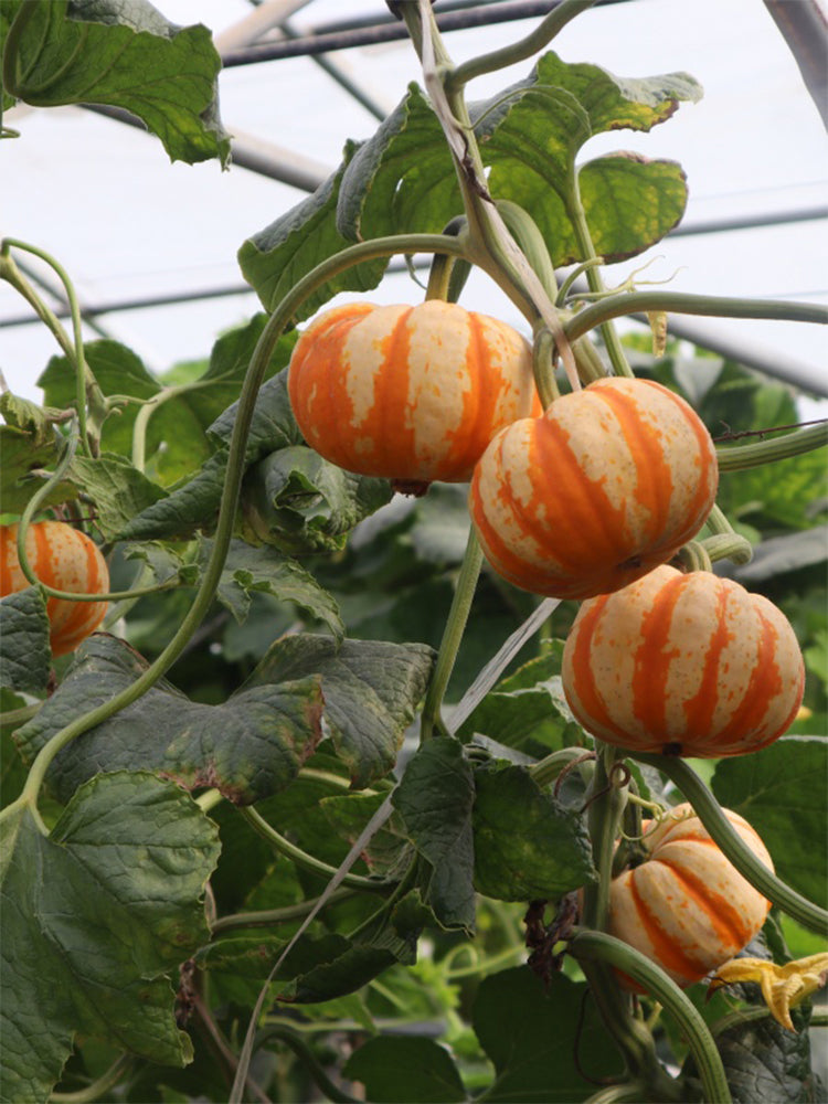 Orange Beibei Pumpkins