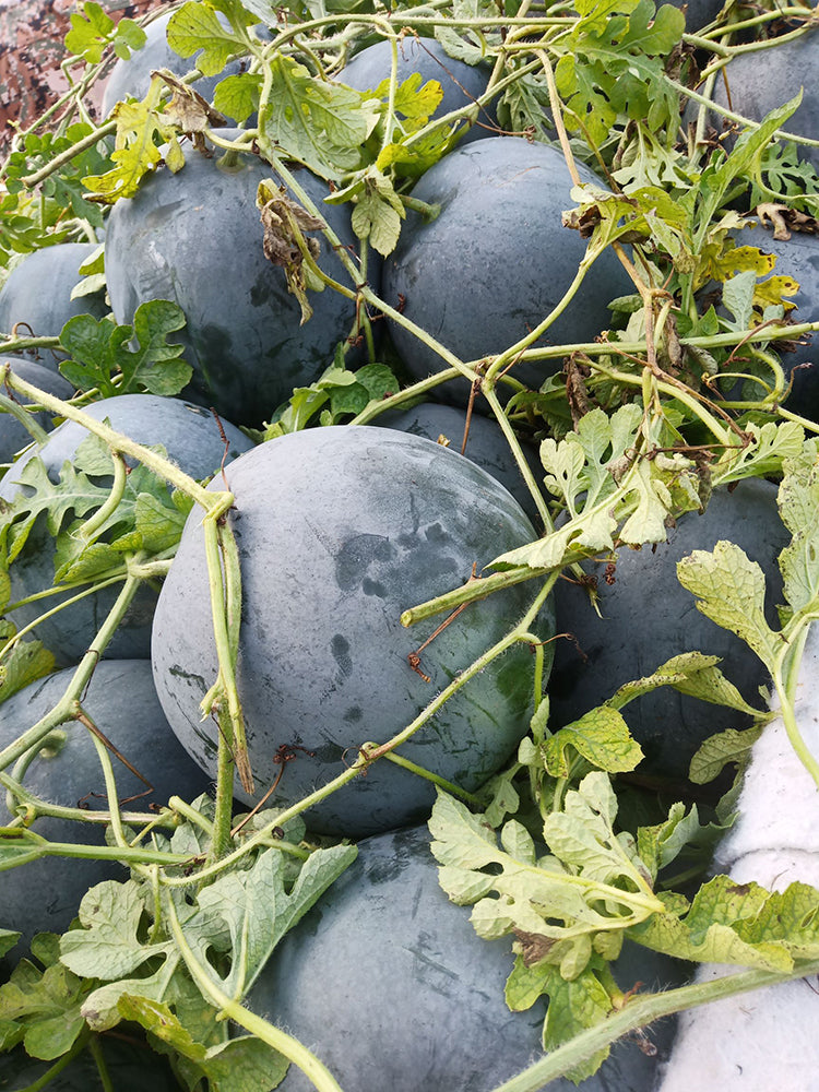 'Obsidian Sweet' Seedless Watermelon