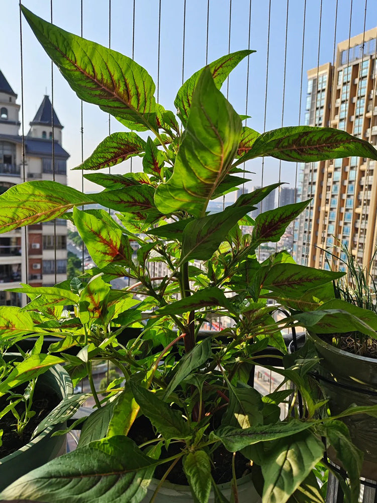 Willow-Leaf Red Amaranth