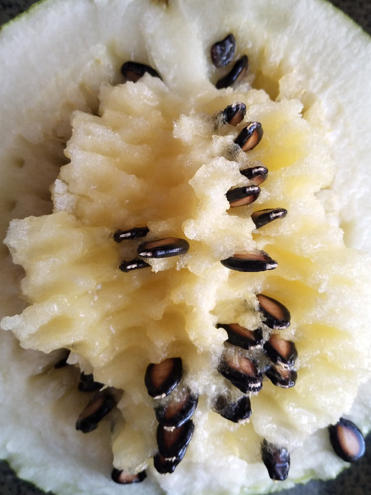 Large-seeded Watermelon