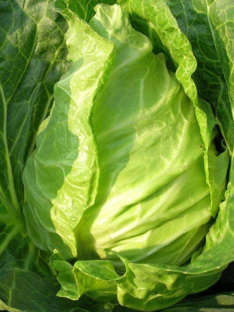 Oxheart Cabbage