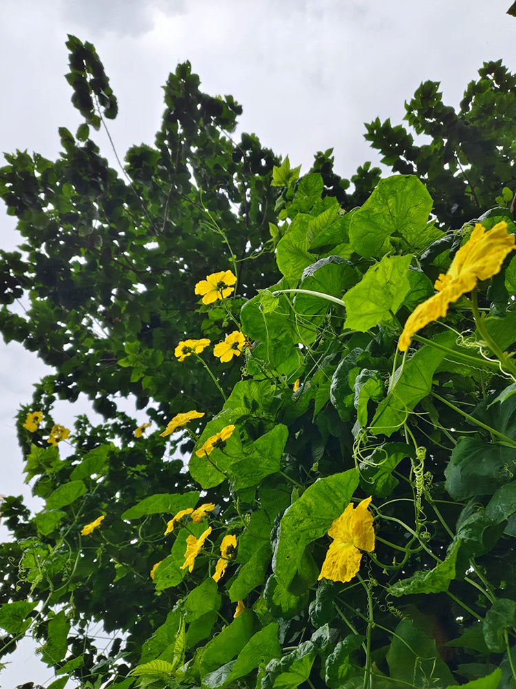 Spring-Autumn 915 Luffa