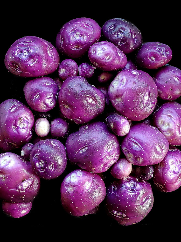 True Potato Seeds (TPS), Chiar Choque Pitu (Solanum curtilobum)
