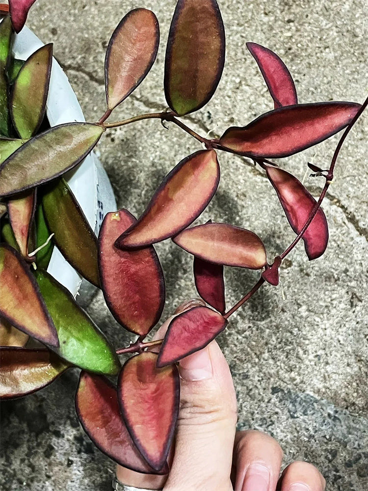 Hoya rosita Unrooted Stem Cuttings