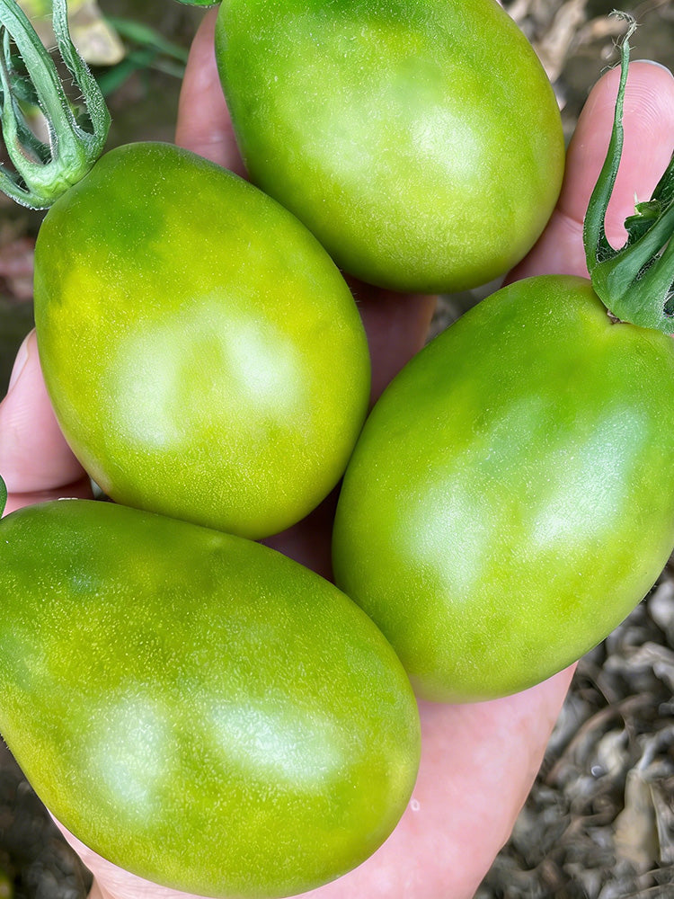 Kiwi Tomato