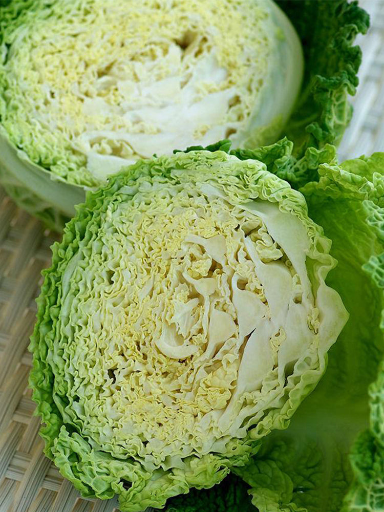Savoy Cabbage