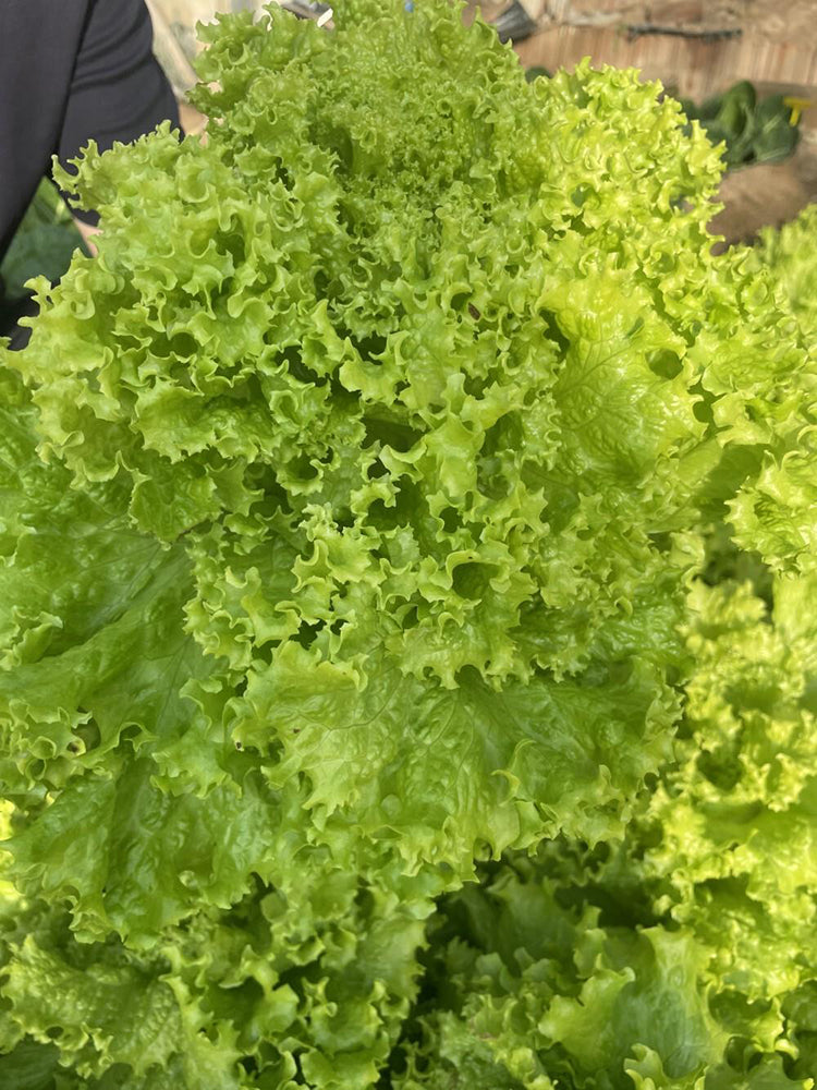 Big Speed Lettuce