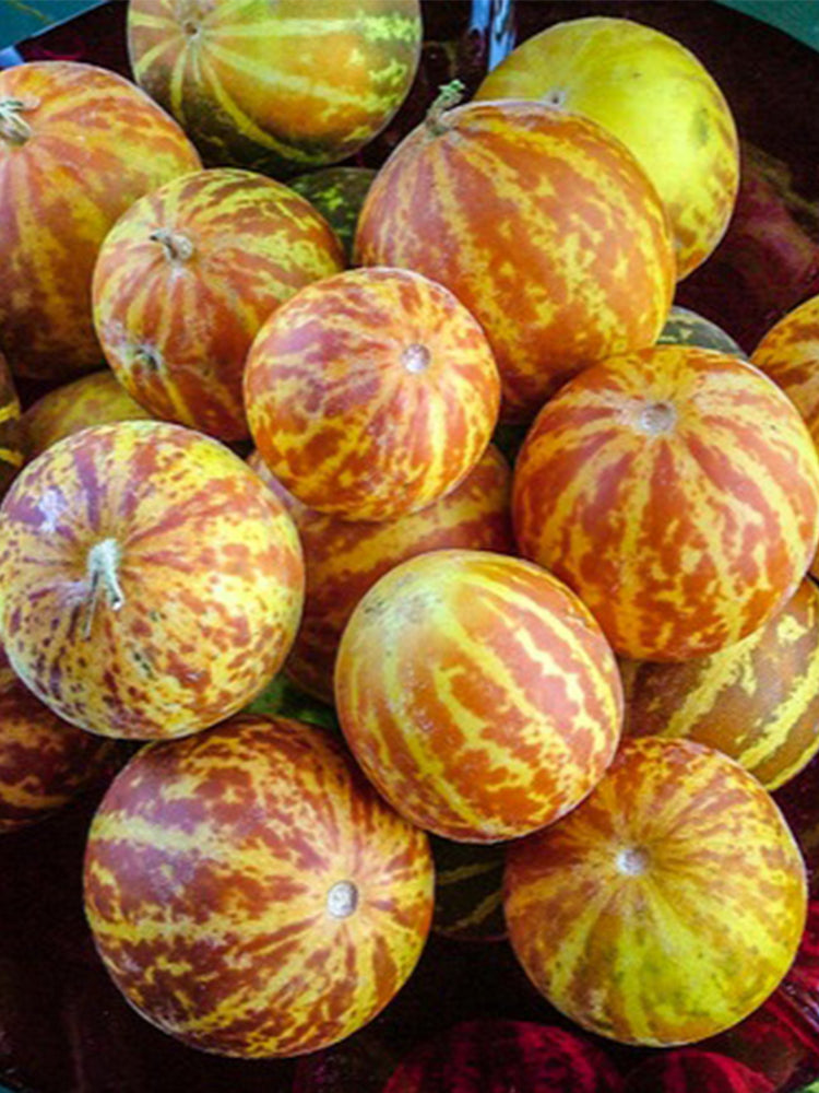 Queen Anne's Pocket Melon