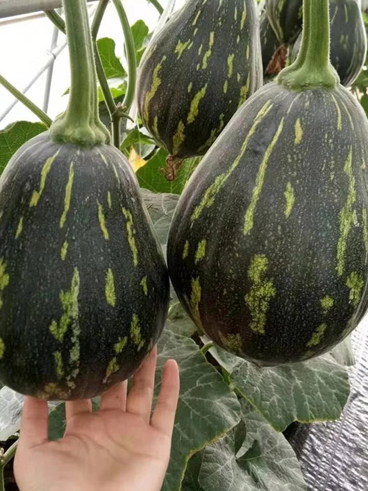Fragrant Taro Pumpkin