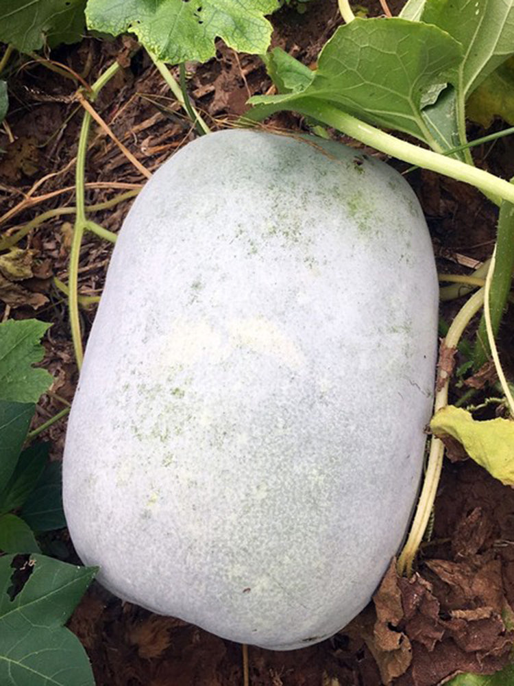 Jiemei Pink Skin Winter Melon