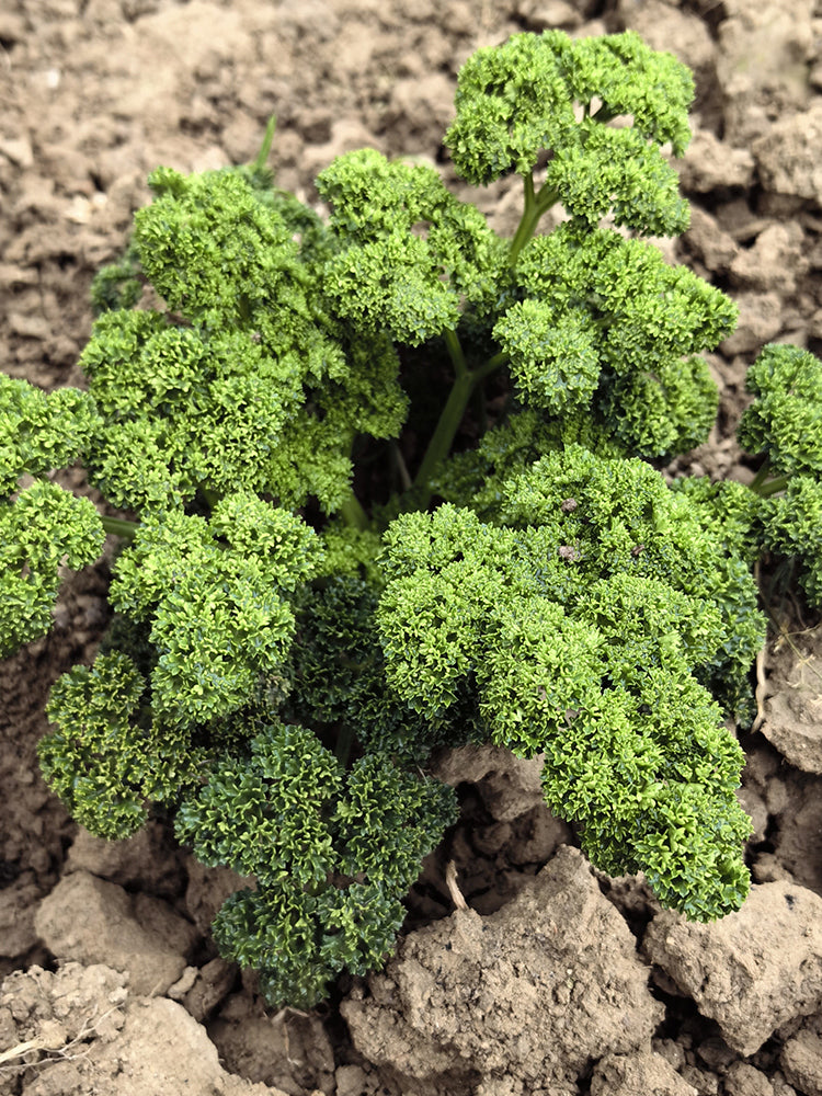 Curly Leaf Parsley
