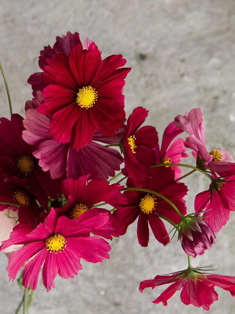Evening Gown Red Cosmos