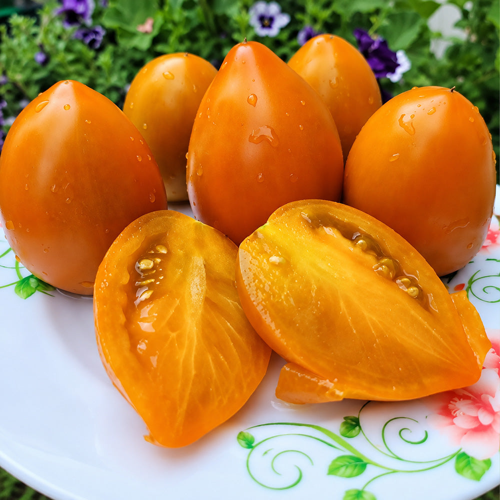 549 Nut Plum F4 Tomato
