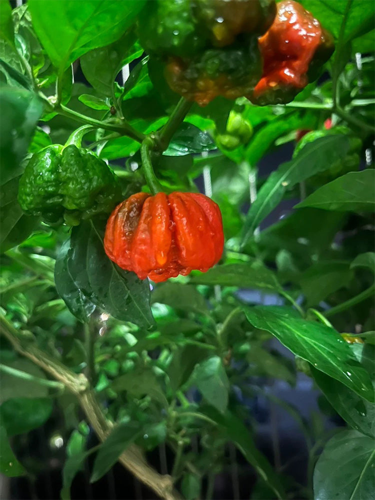 Dragon's Breath Pepper