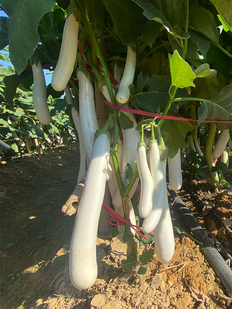 White 013 Eggplant