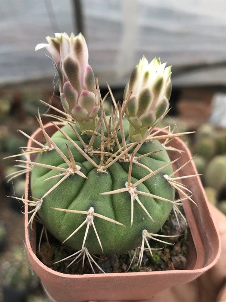 Gymnocalycium eurypleurum
