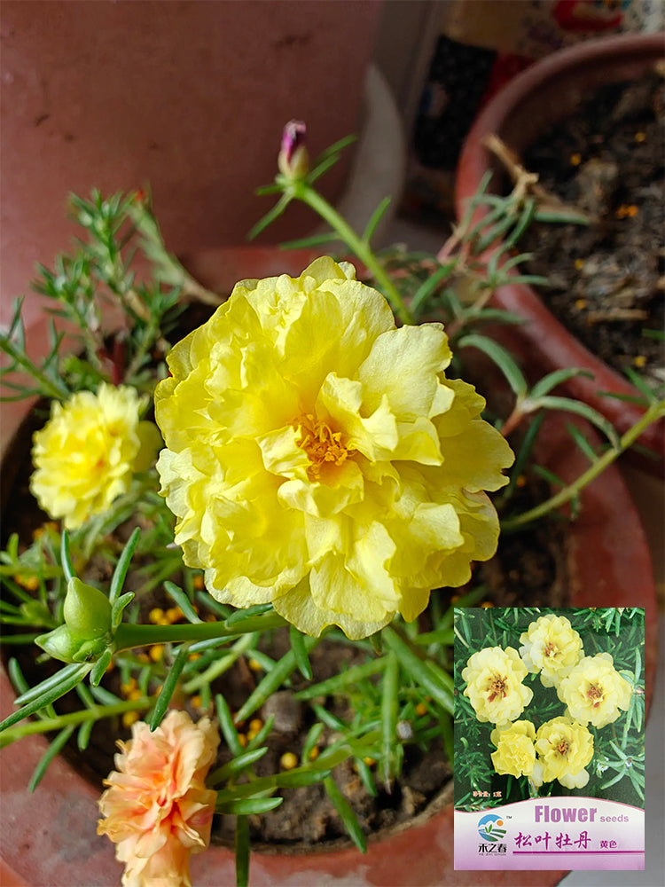 Hezhichun Yellow Moss-Rose Purslane