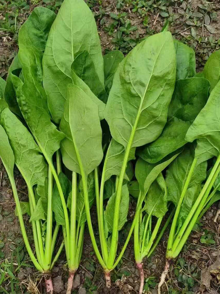'Jinbote No.26' Spinach