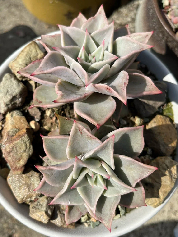 Echeveria cv. 'Dumpling Wrapper'