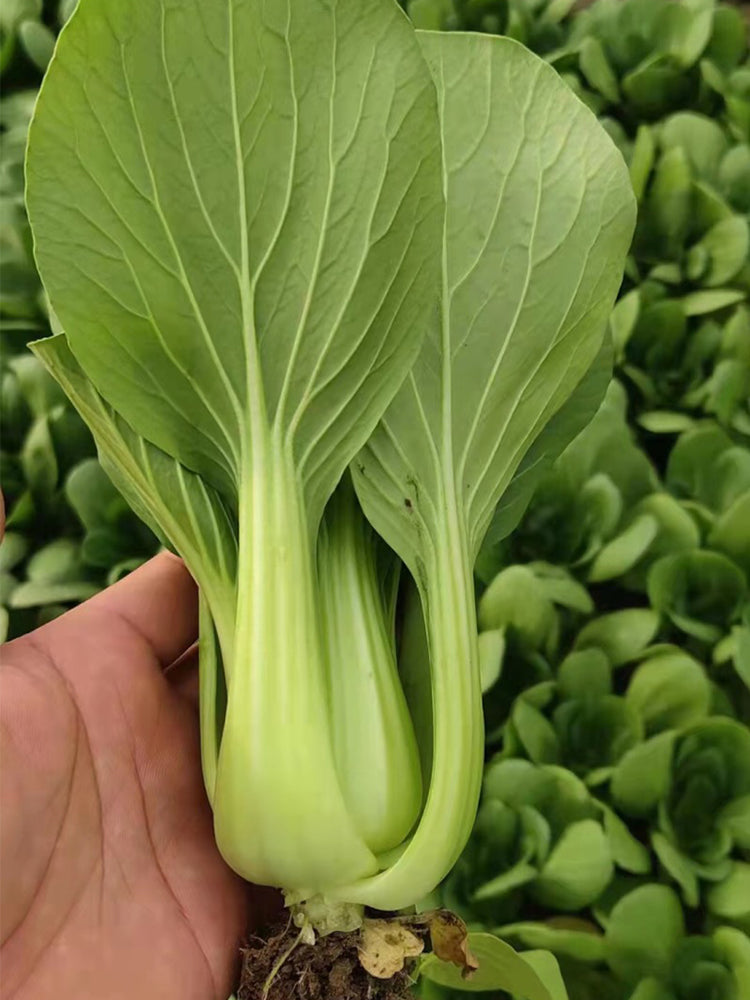 Demei Shanghai Bok Choy