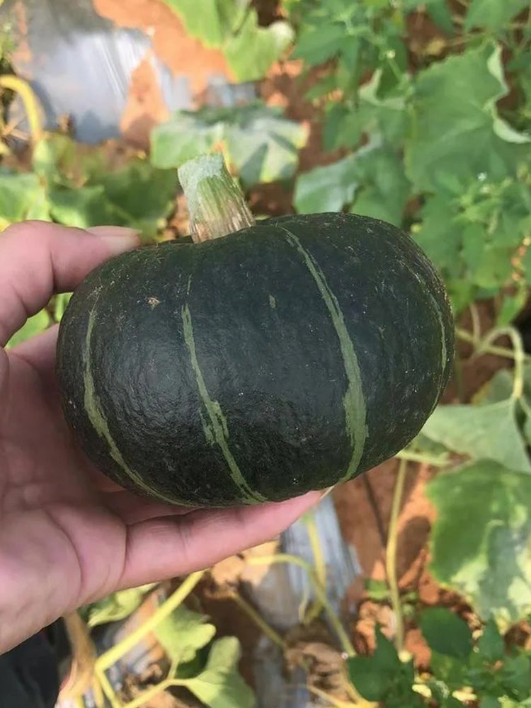 Mini Black Baby Pumpkin