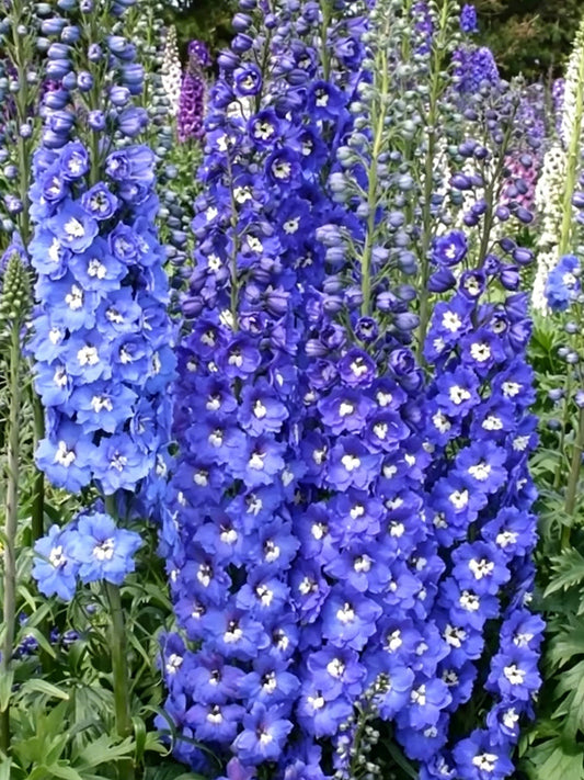 Blue Grandiflora Delphinium