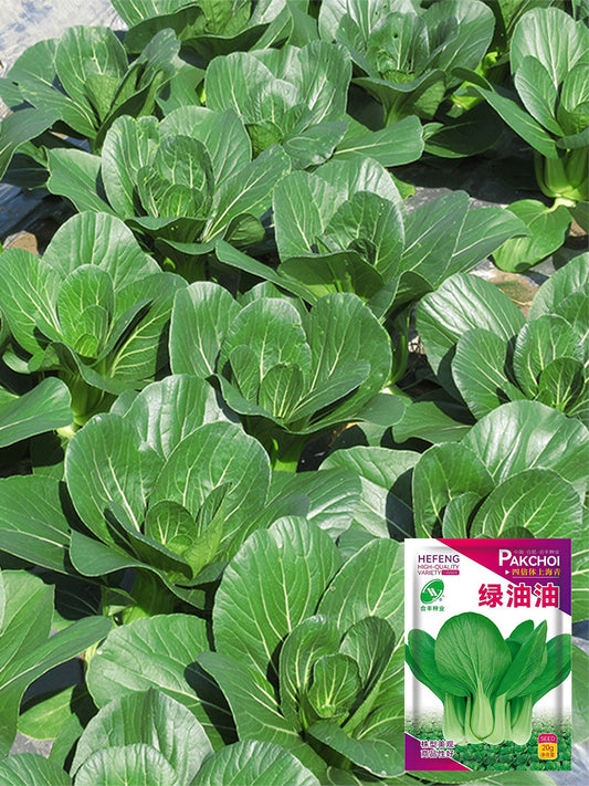 'Hefeng' Shanghai Bok Choy