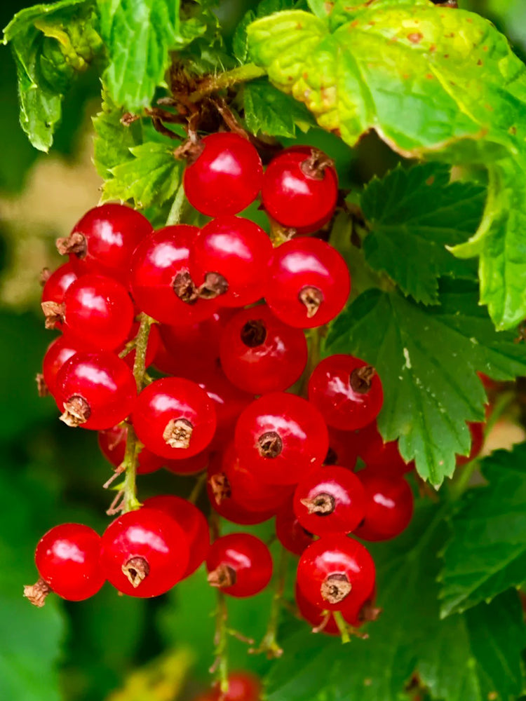 Red Currant