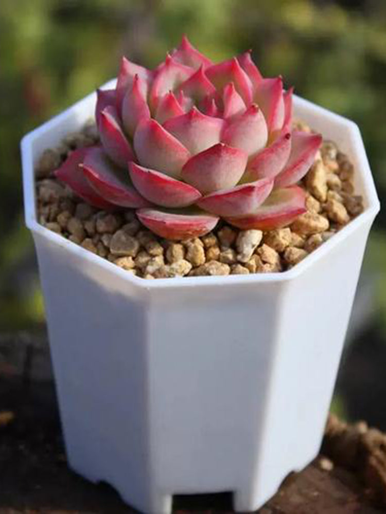 Echeveria 'Silhouette'