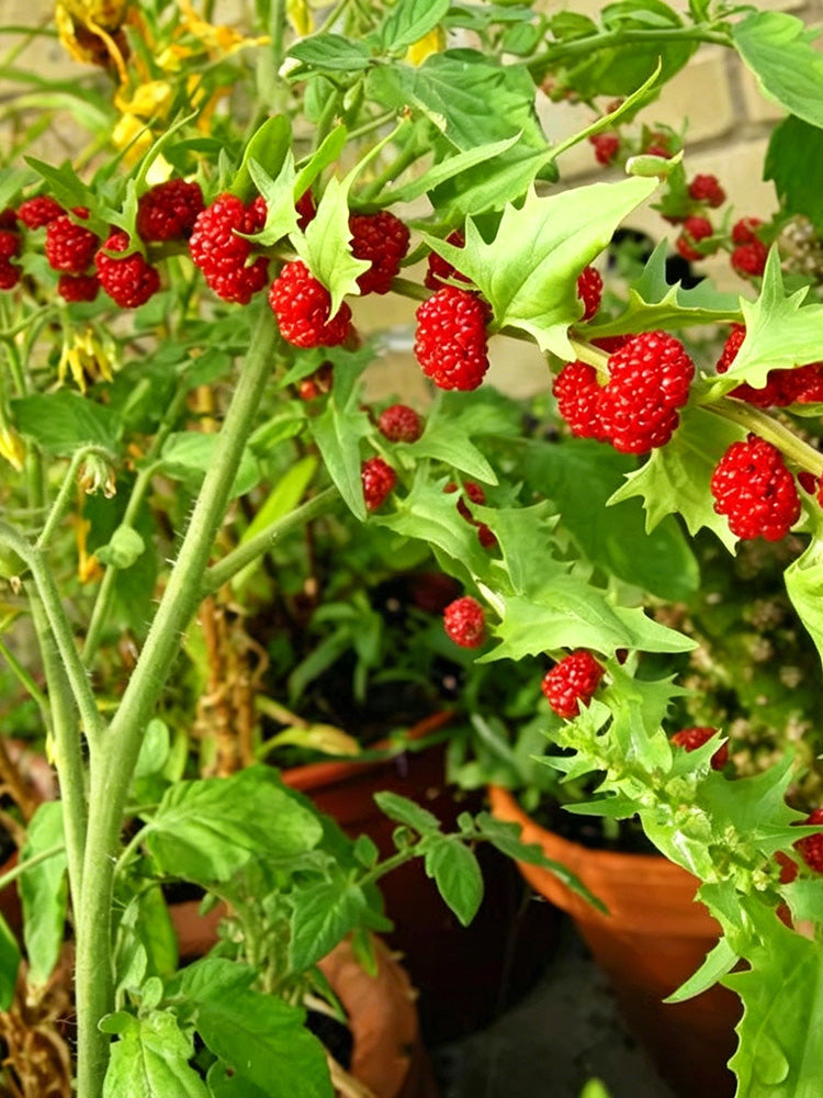 Strawberry Spinach