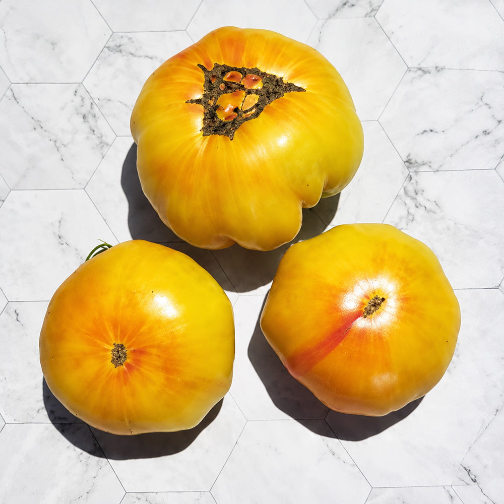 97 Honey Giant Tomato